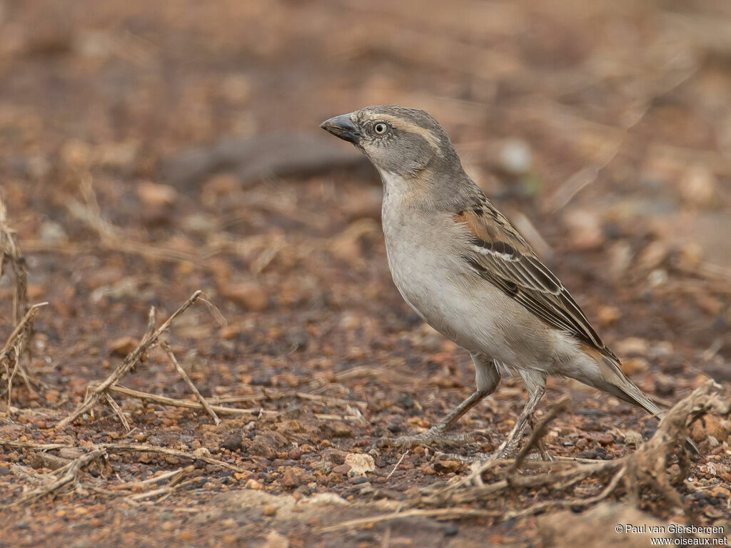 Moineau roux femelle adulte