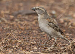 Kenya Sparrow