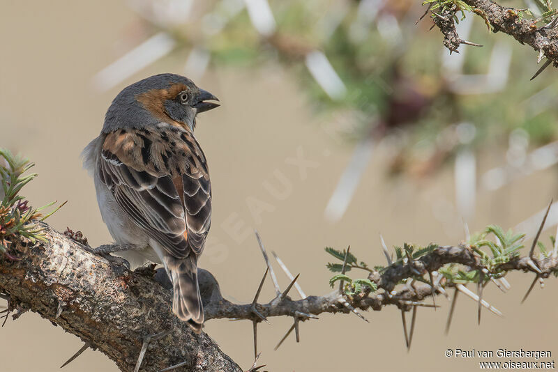 Kenya Sparrow male adult