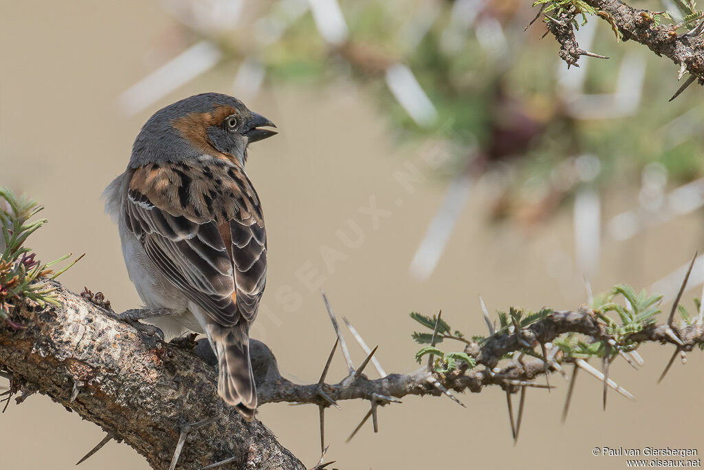 Moineau roux mâle adulte