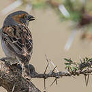 Moineau roux
