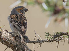 Kenya Sparrow