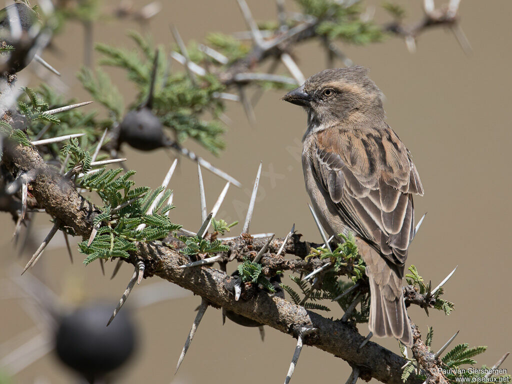 Moineau roux femelle adulte