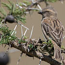 Moineau roux