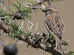 Kenya Sparrow