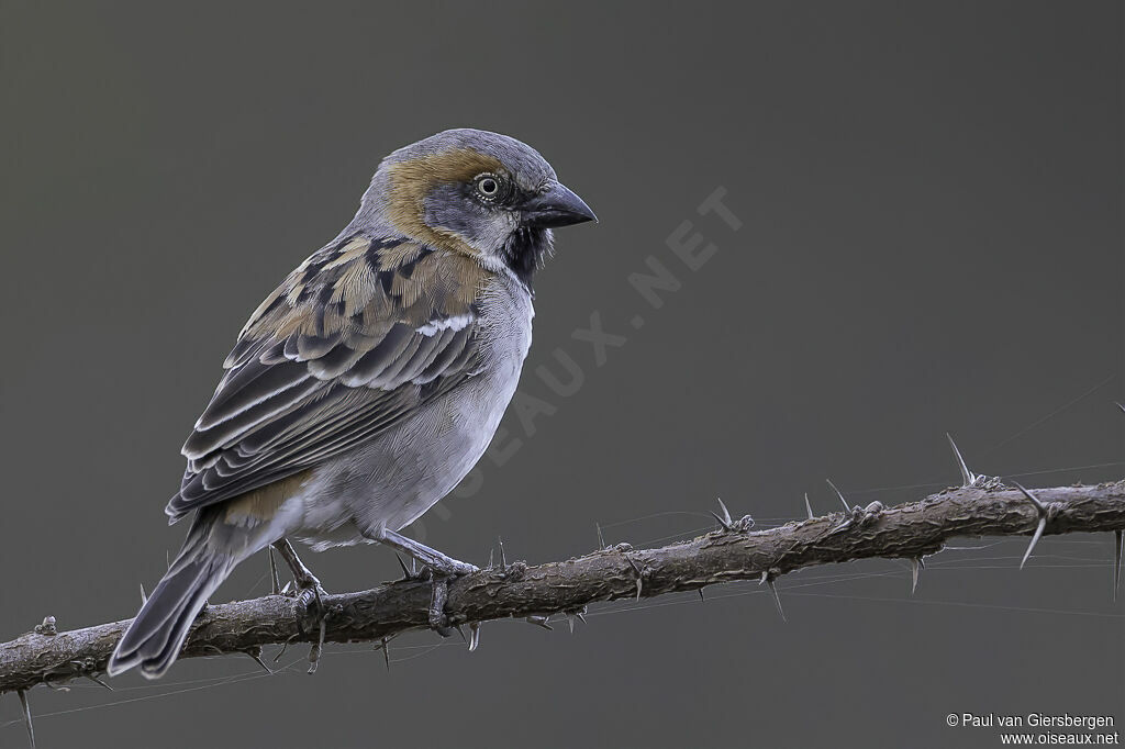 Kenya Sparrow male adult