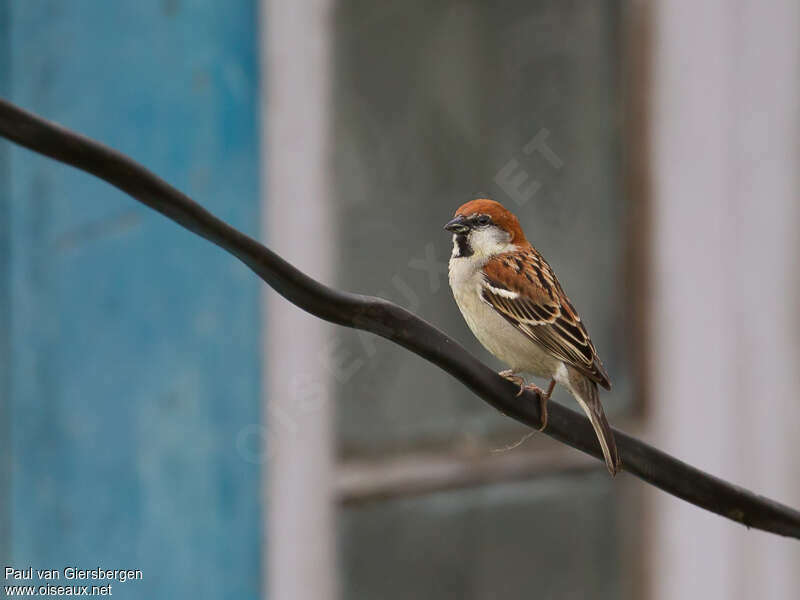 Russet Sparrow male adult breeding, identification