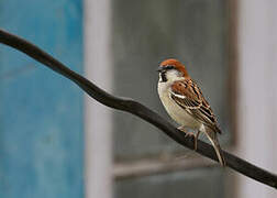 Russet Sparrow