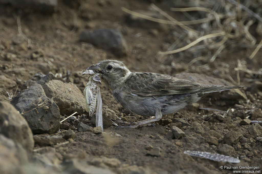 Rock Sparrowadult