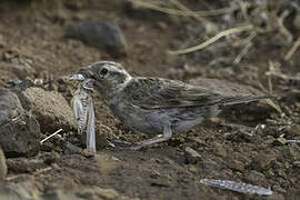 Rock Sparrow