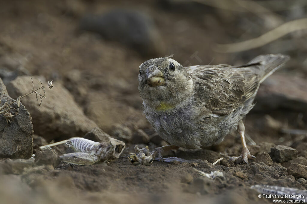 Rock Sparrow