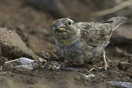 Rock Sparrow