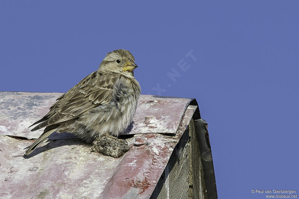 Moineau soulcieadulte