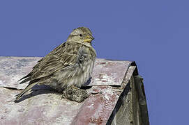 Rock Sparrow