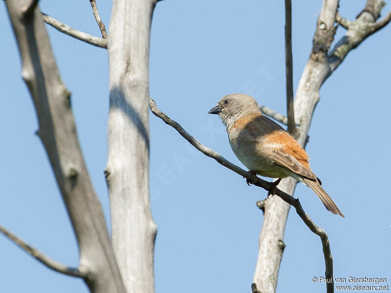 Southern Grey-headed Sparrow