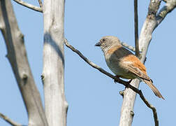 Southern Grey-headed Sparrow