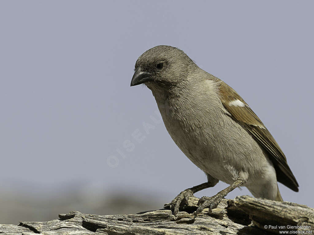 Moineau sud-africainadulte