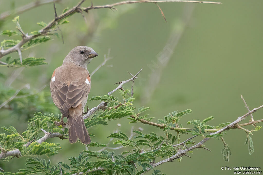 Moineau swahiliadulte