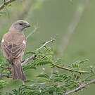 Moineau swahili