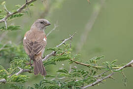 Swahili Sparrow