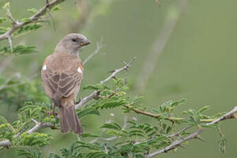 Moineau swahili