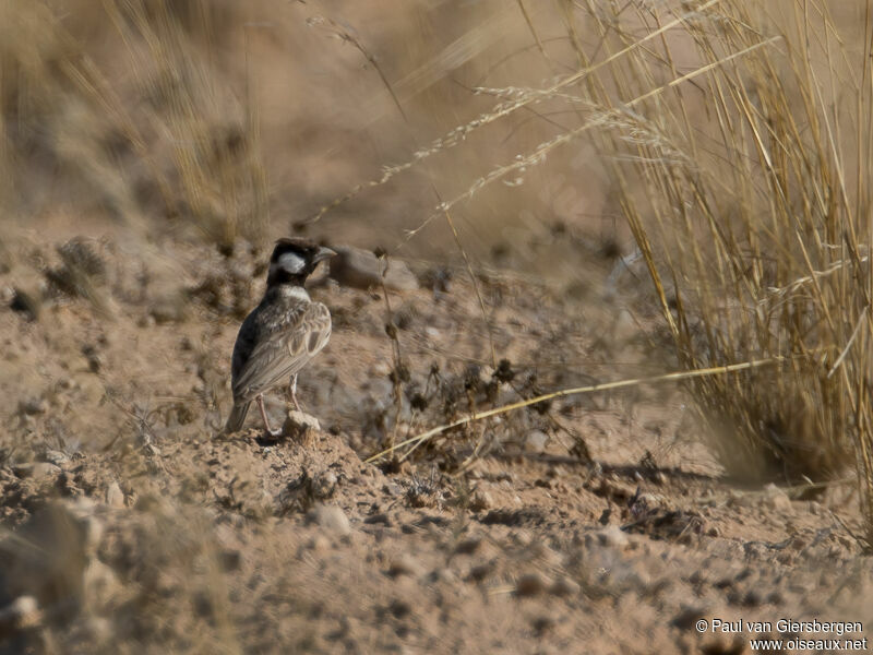 Grey-backed Sparrow-Lark