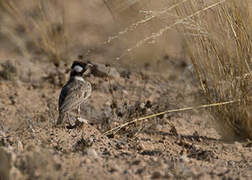 Grey-backed Sparrow-Lark