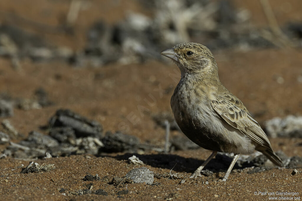 Grey-backed Sparrow-Lark female adult