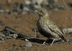 Grey-backed Sparrow-Lark