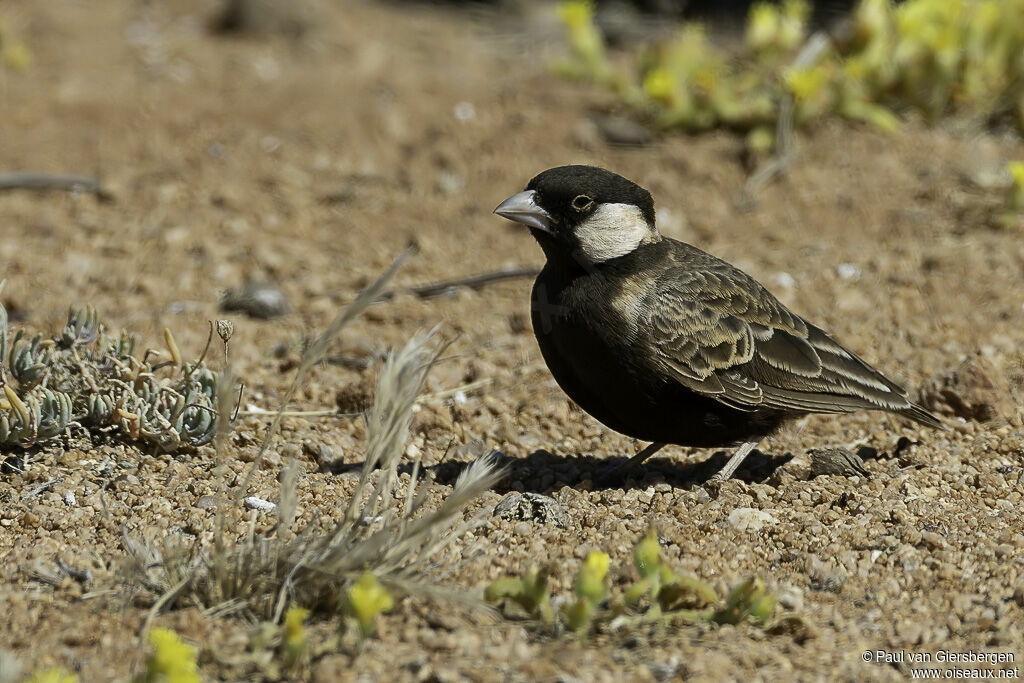 Moinelette à dos gris mâle adulte