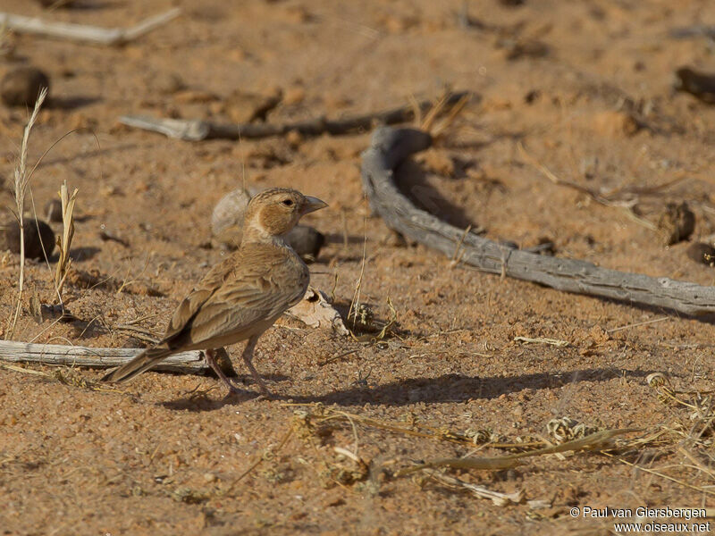 Black-crowned Sparrow-Lark