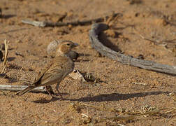 Black-crowned Sparrow-Lark