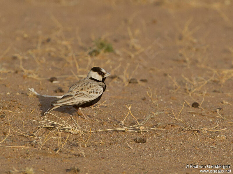 Black-crowned Sparrow-Lark