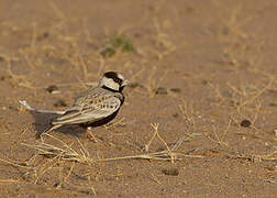 Black-crowned Sparrow-Lark