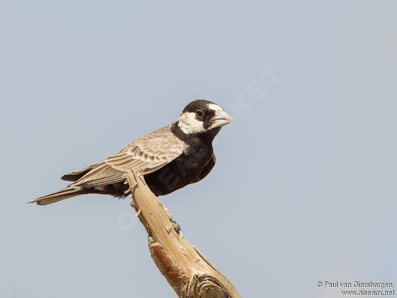 Black-crowned Sparrow-Lark