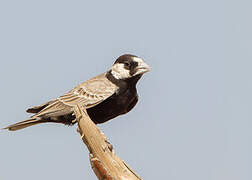 Black-crowned Sparrow-Lark