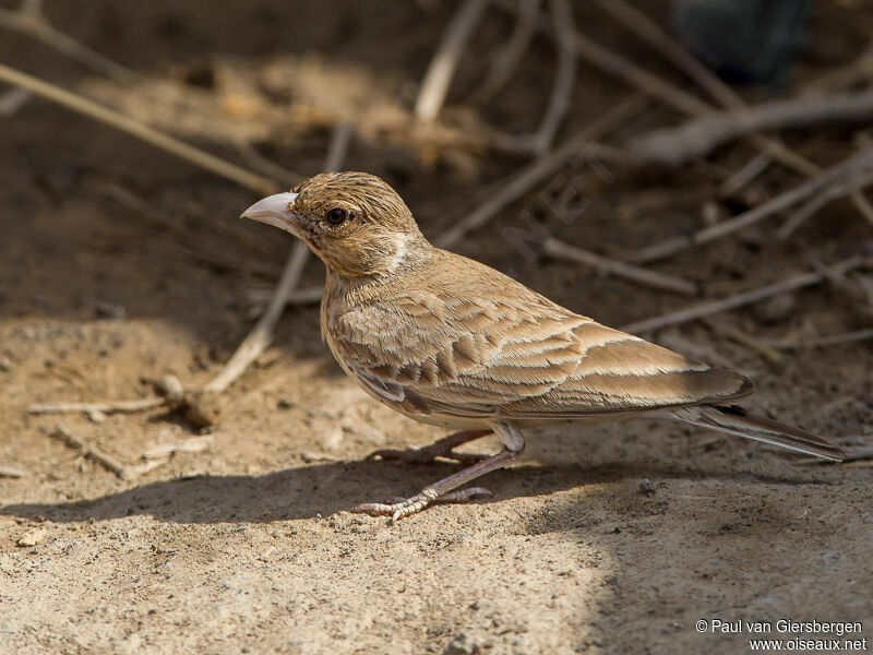 Black-crowned Sparrow-Lark