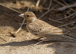 Black-crowned Sparrow-Lark