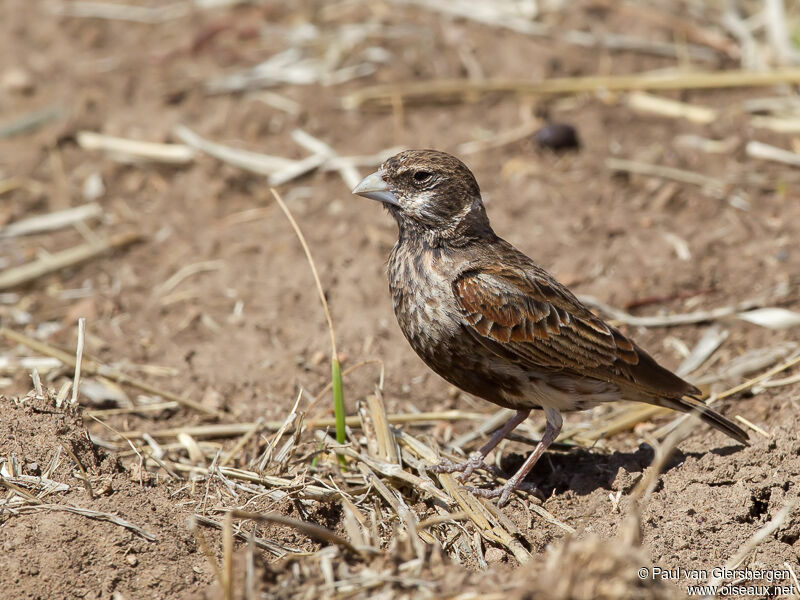 Chestnut-backed Sparrow-Lark