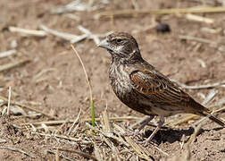 Chestnut-backed Sparrow-Lark