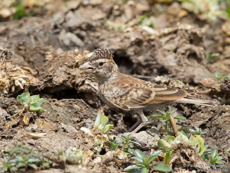 Chestnut-backed Sparrow-Lark