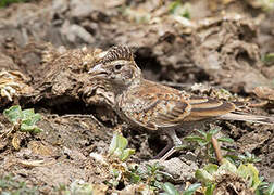 Chestnut-backed Sparrow-Lark