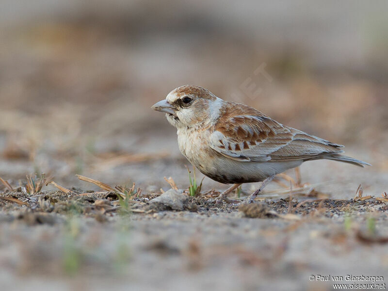 Chestnut-backed Sparrow-Lark