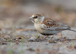 Chestnut-backed Sparrow-Lark