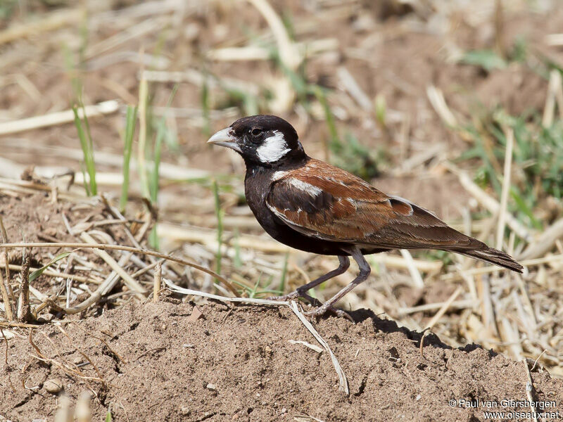 Chestnut-backed Sparrow-Lark