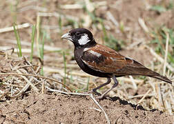 Chestnut-backed Sparrow-Lark