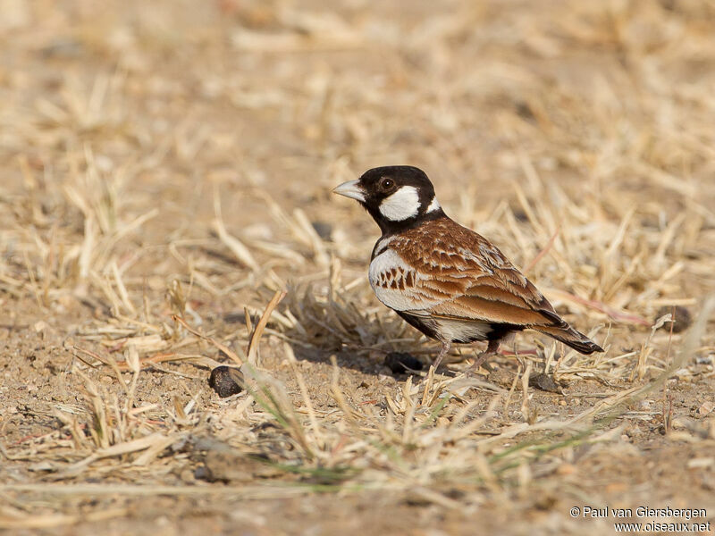 Chestnut-backed Sparrow-Lark