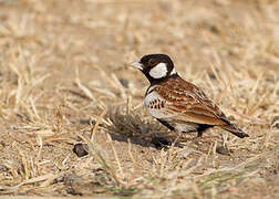 Chestnut-backed Sparrow-Lark