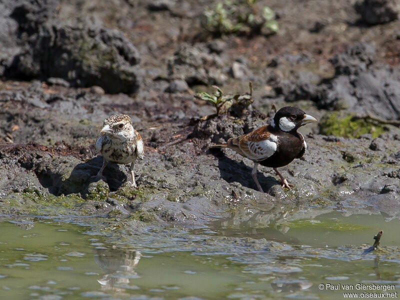 Chestnut-backed Sparrow-Lark