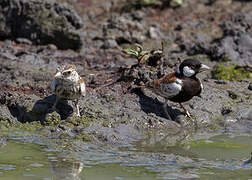 Chestnut-backed Sparrow-Lark